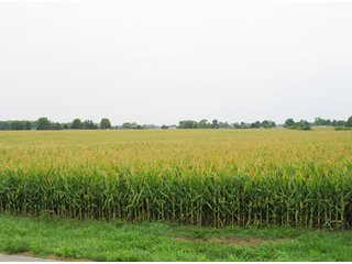 Property photo 8 - 229 +/- Acres Offered in 2 Tracts - Land Auction